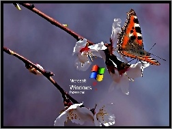 Kwiat, Logo XP, Motyl
